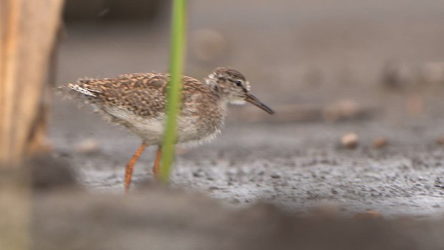 Common Redshank - ML639446359