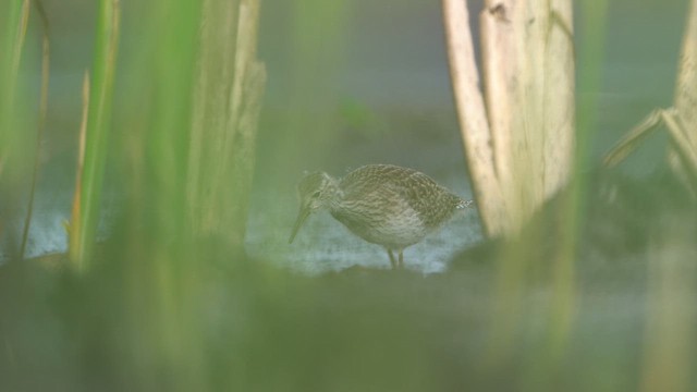 Common Redshank - ML639446360