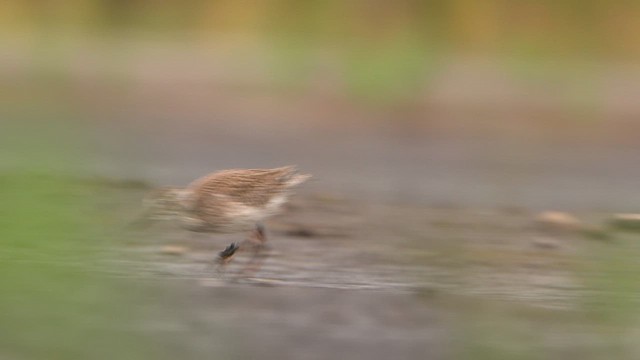 Common Redshank - ML639446362