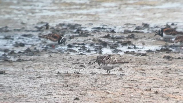 Great Knot - ML639446406