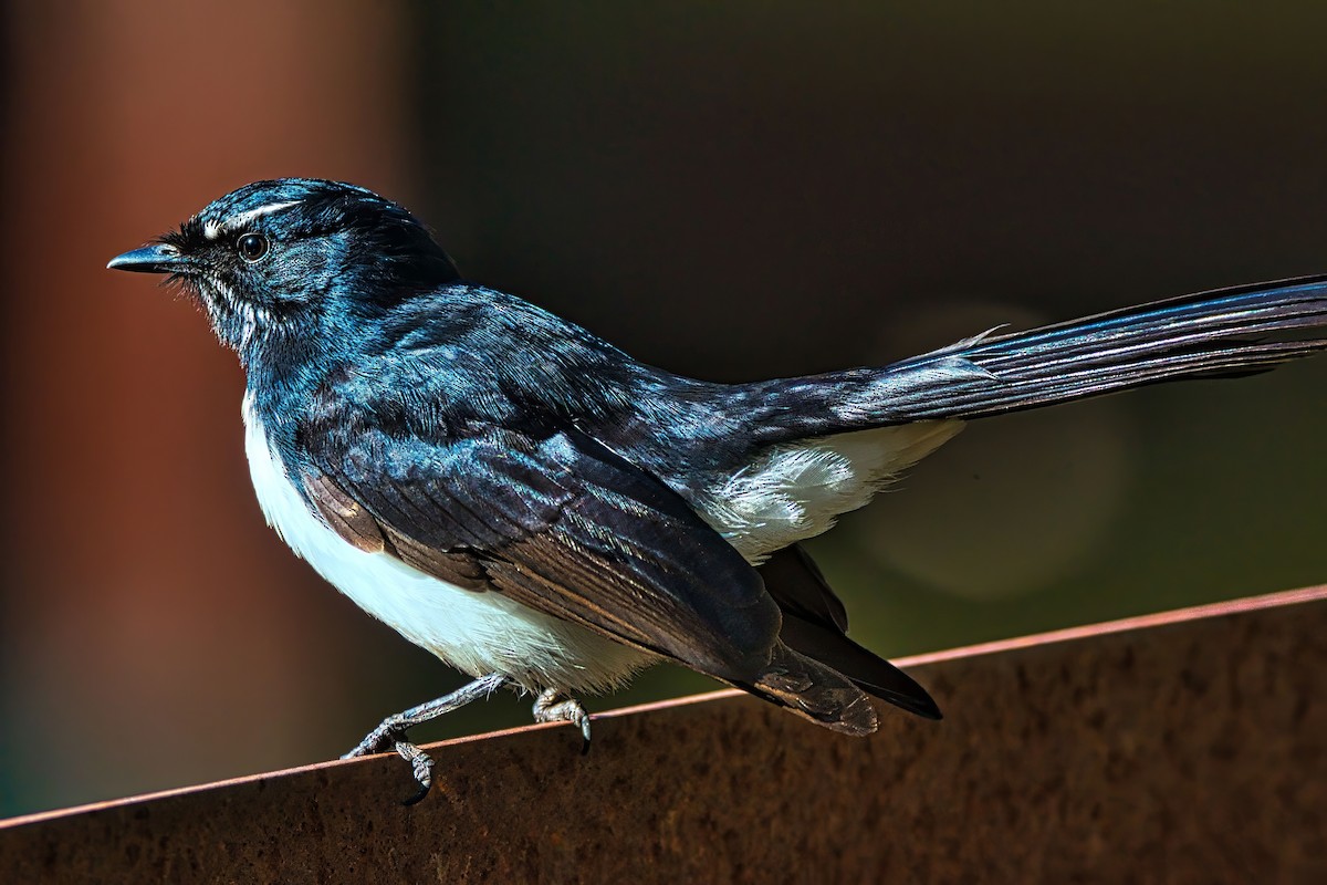 Willie-wagtail - ML639446467