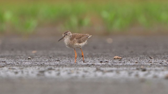 Common Redshank - ML639446531