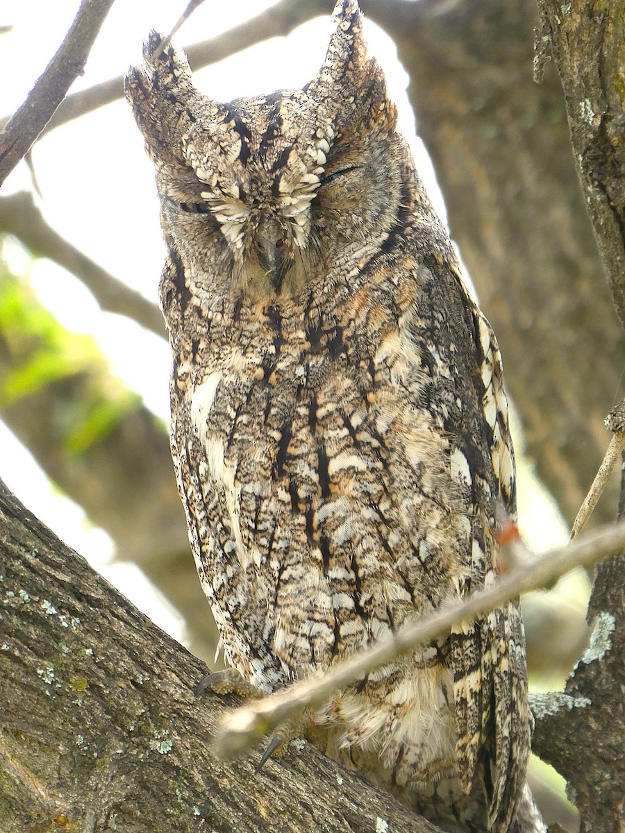 výreček africký - ML639446604