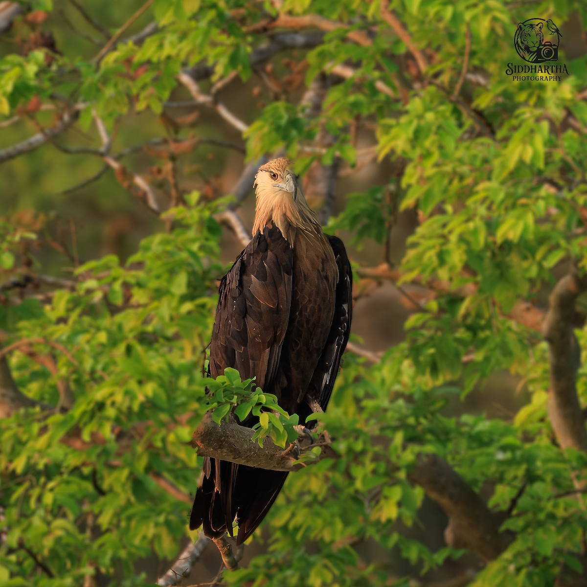 Pallas's Fish-Eagle - ML639446608