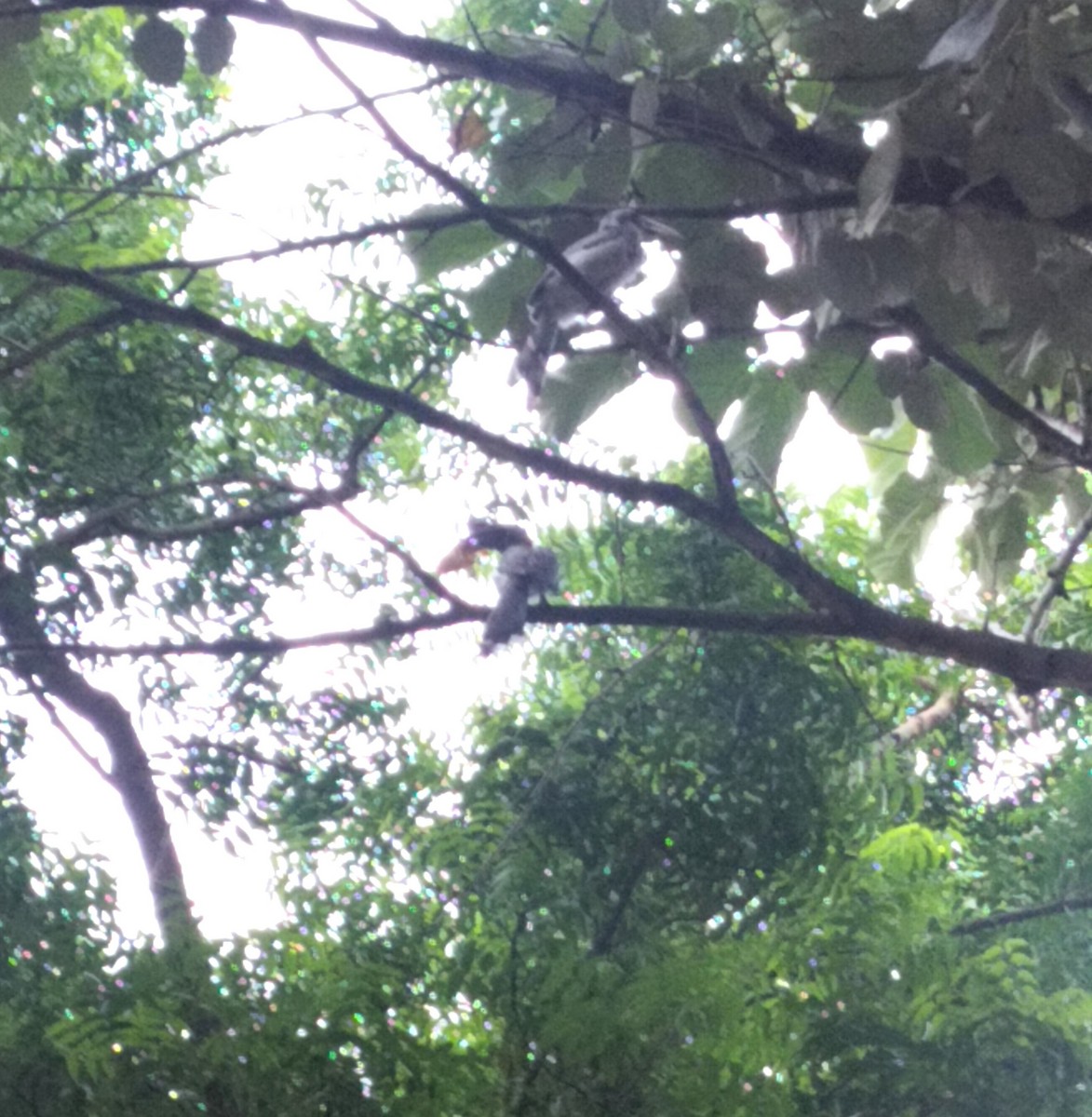 Indian Gray Hornbill - ML639446614