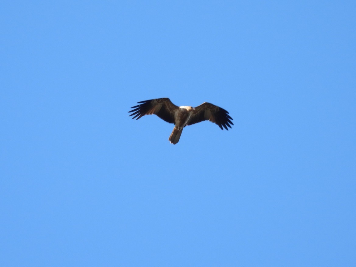 Whistling Kite - ML639446616
