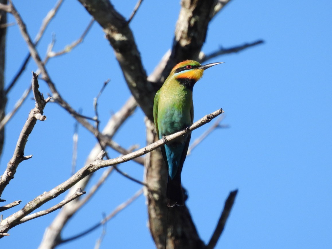 Gökkuşağı Arıkuşu - ML639446620