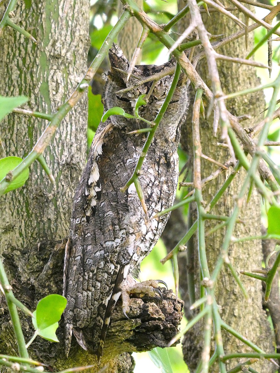 výreček africký - ML639446621