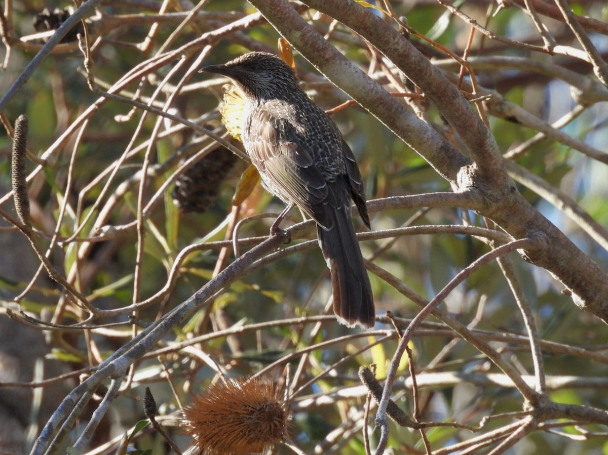 Kızıl Kanatlı Balkuşu - ML639446622