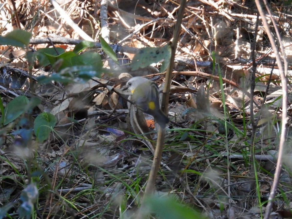 Doğulu Sarı Bülbül - ML639446626