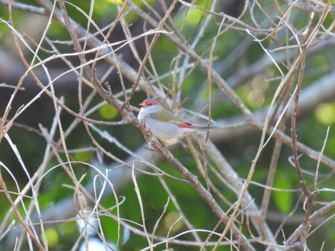 Al Kaşlı Belikınalı - ML639446627