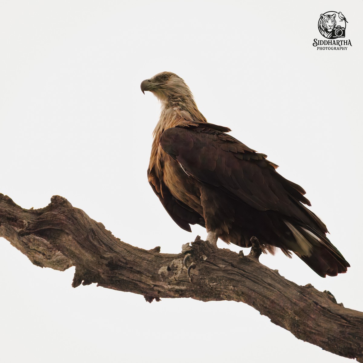 Pallas's Fish-Eagle - ML639446669