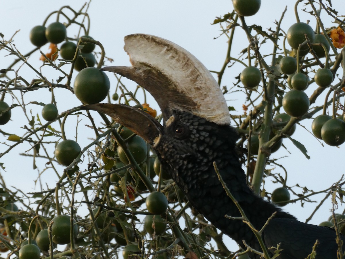 zoborožec šedolící - ML639446676