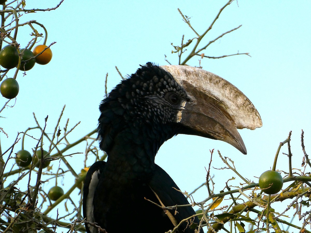 zoborožec šedolící - ML639446689