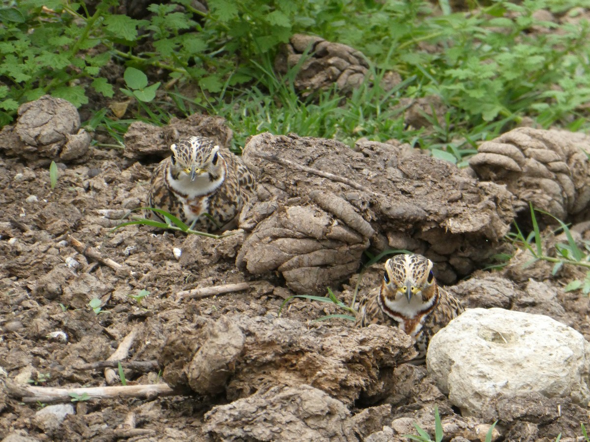 běhulík páskovaný - ML639446735