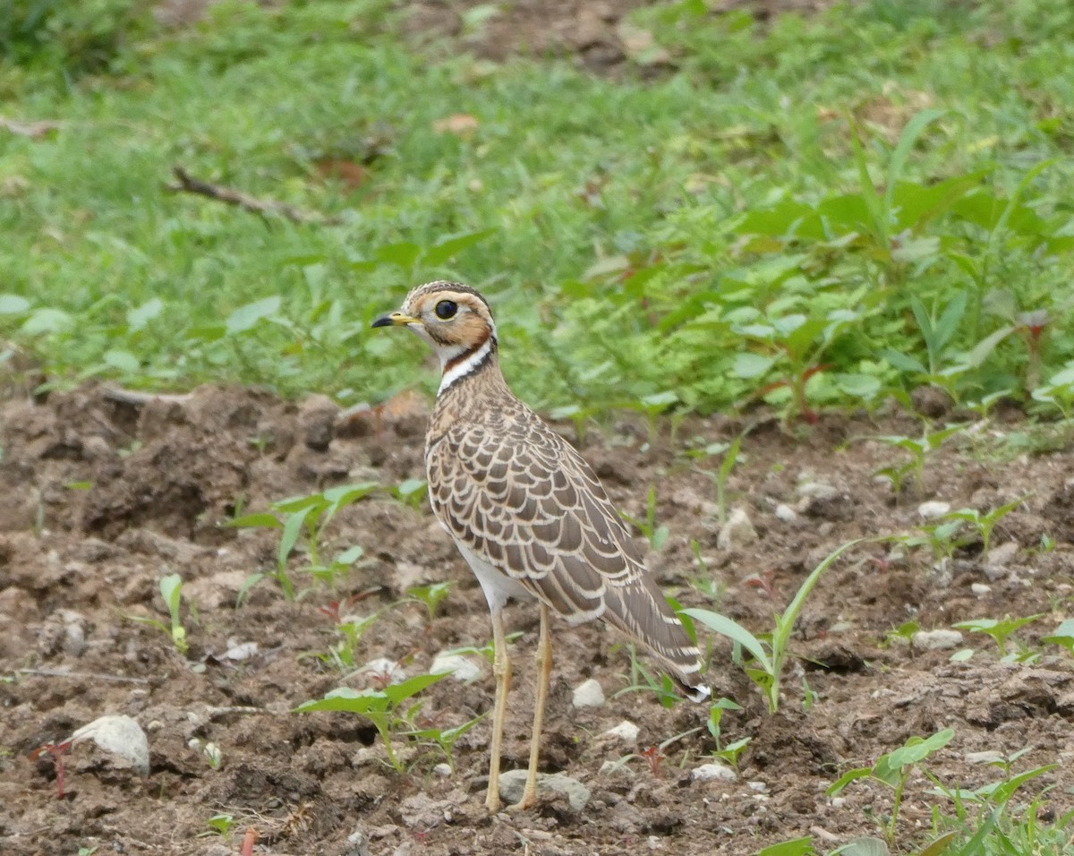 běhulík páskovaný - ML639446761