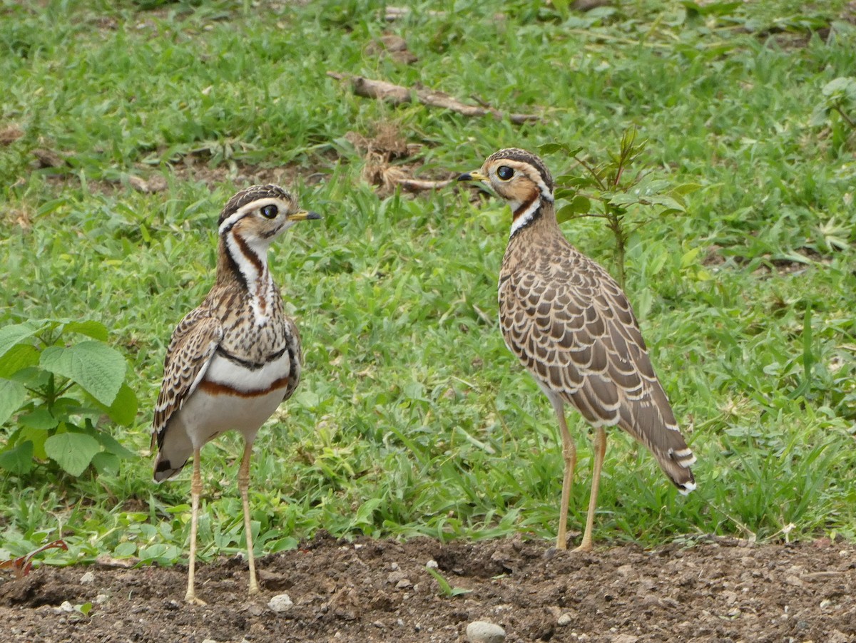 běhulík páskovaný - ML639446764