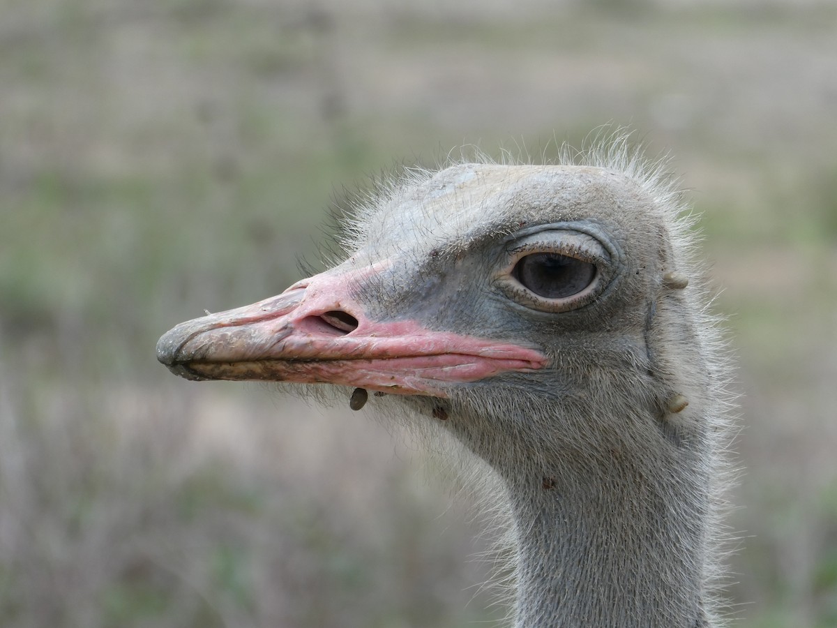 pštros somálský - ML639446799