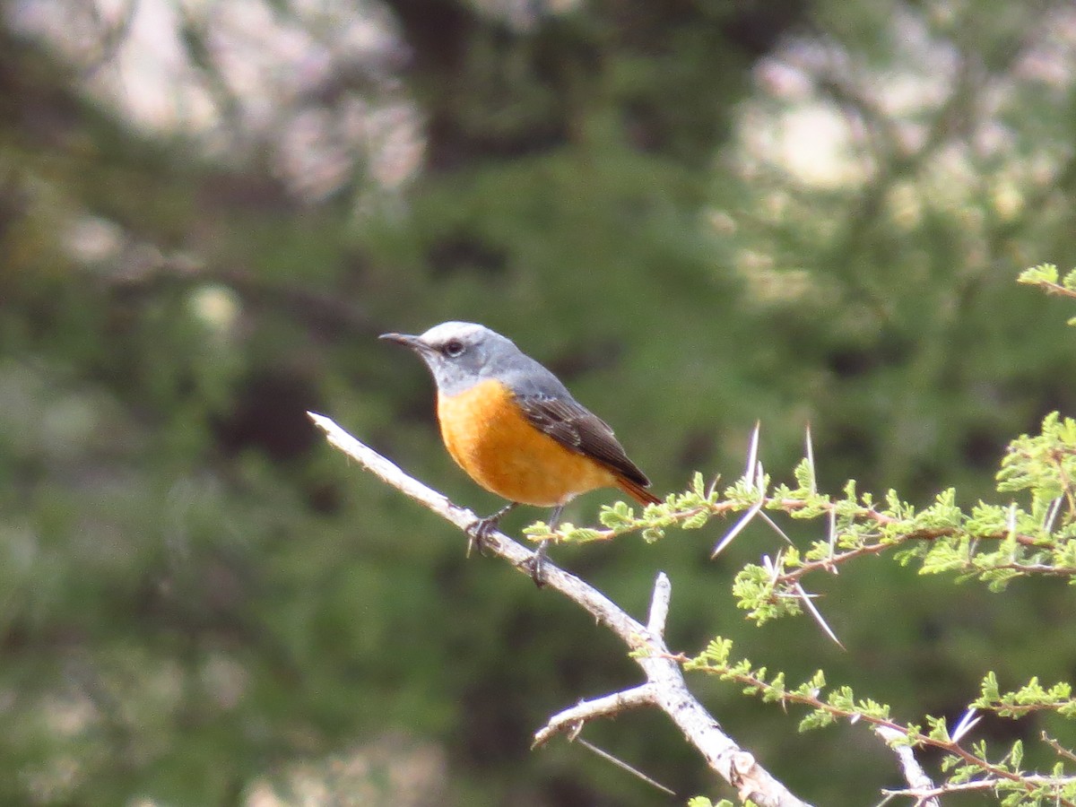 Short-toed Rock-Thrush (White-crowned) - ML639446829