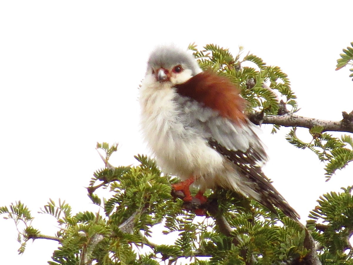 Pygmy Falcon - ML639446833
