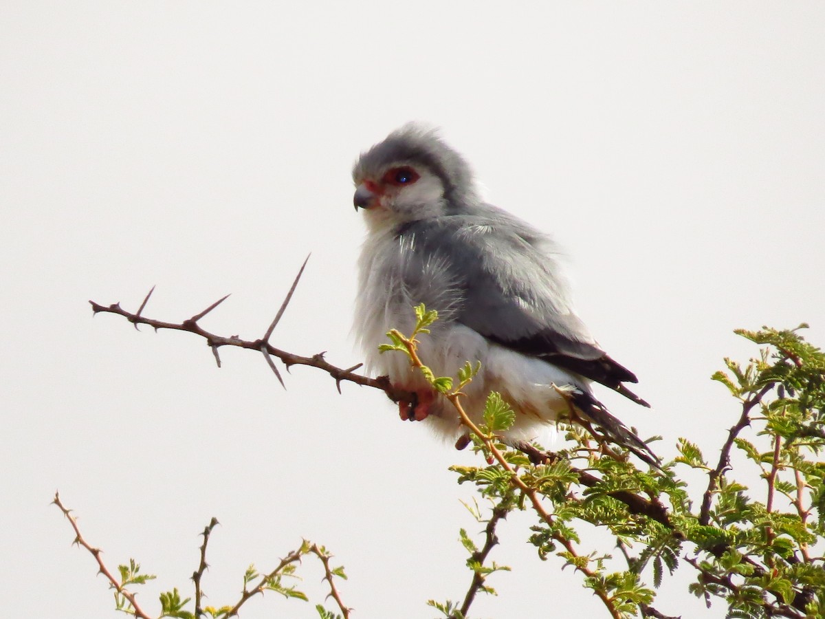 Pygmy Falcon - ML639446834