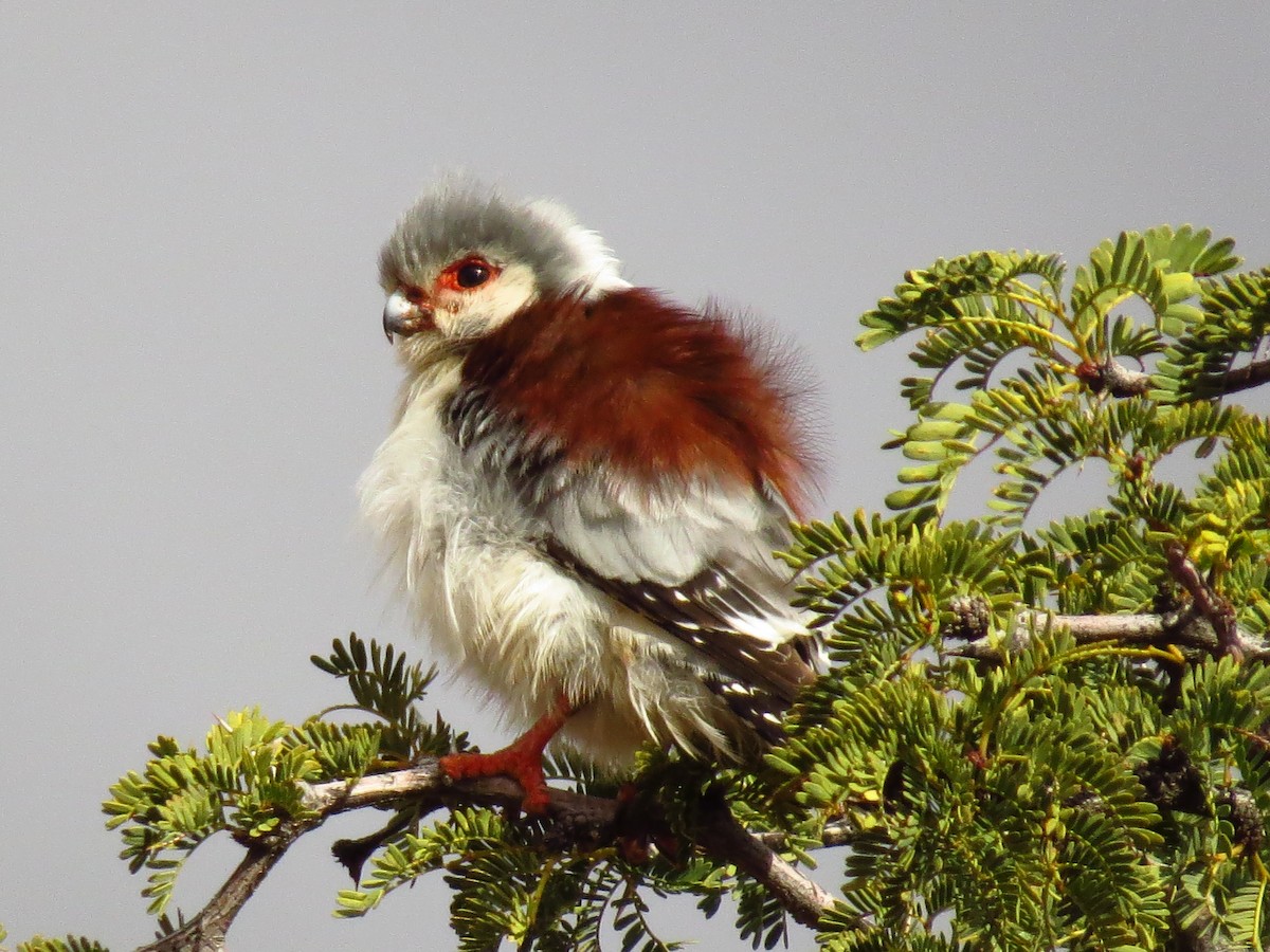 Pygmy Falcon - ML639446835