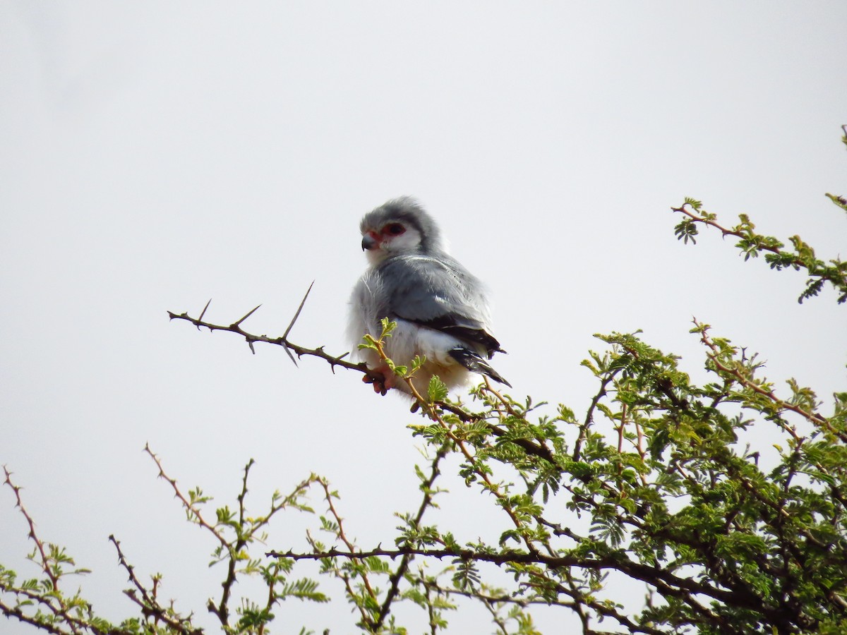 Pygmy Falcon - ML639446836