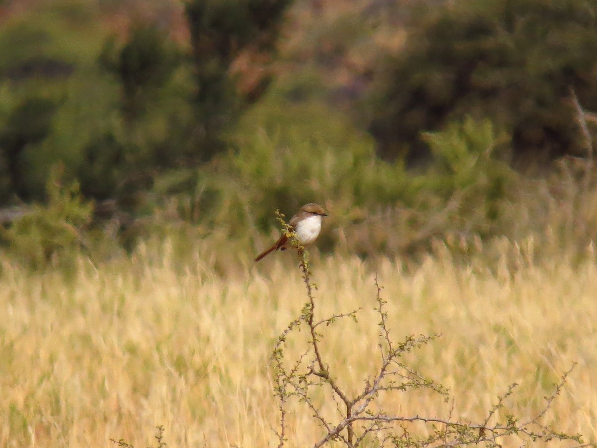 Marico Flycatcher - ML639446839