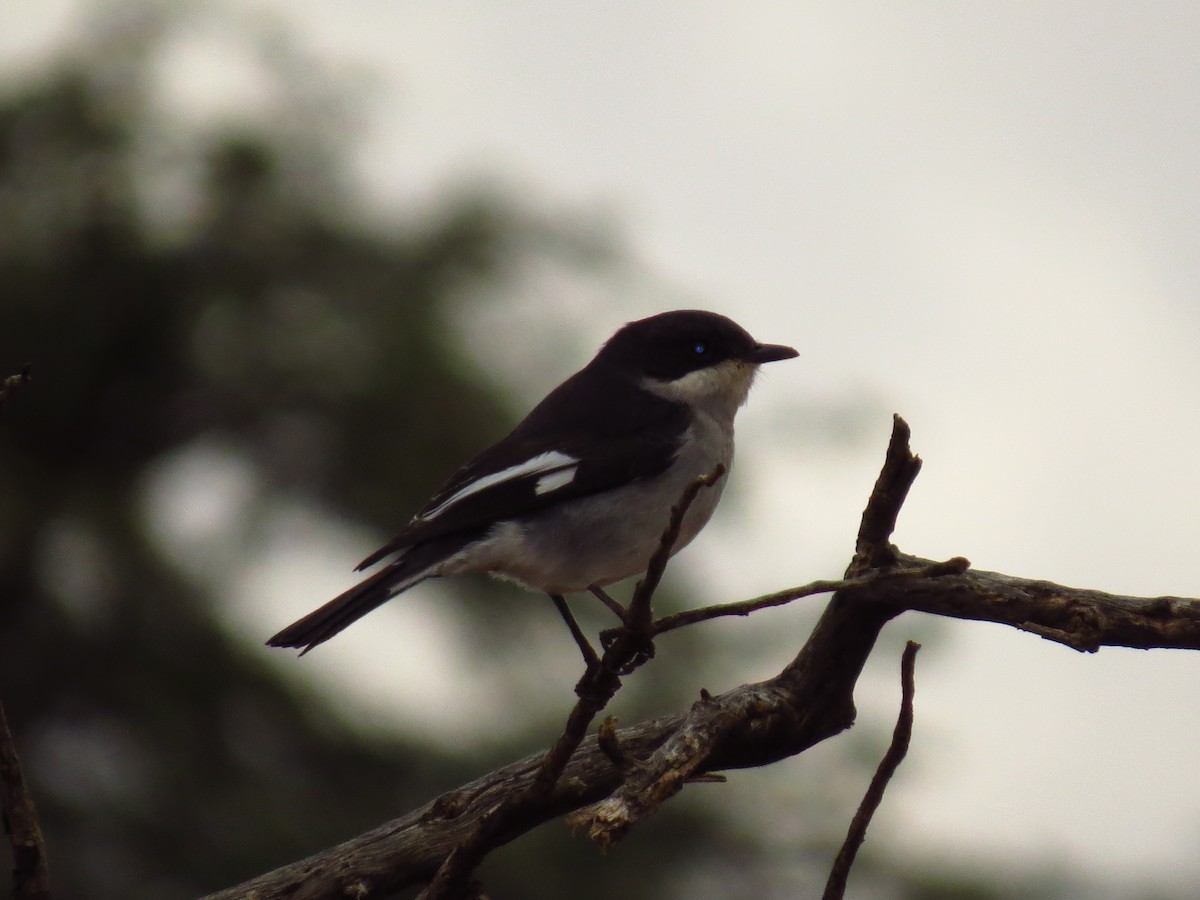 Fiscal Flycatcher - ML639446846