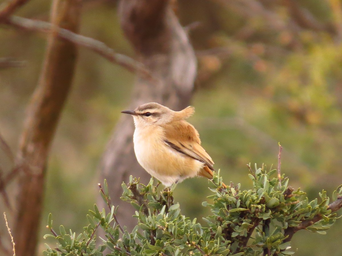 Kalahari Scrub-Robin - ML639446847