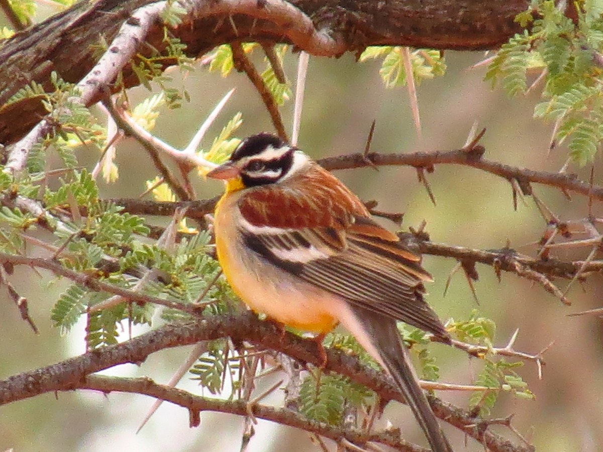 Golden-breasted Bunting - ML639446851