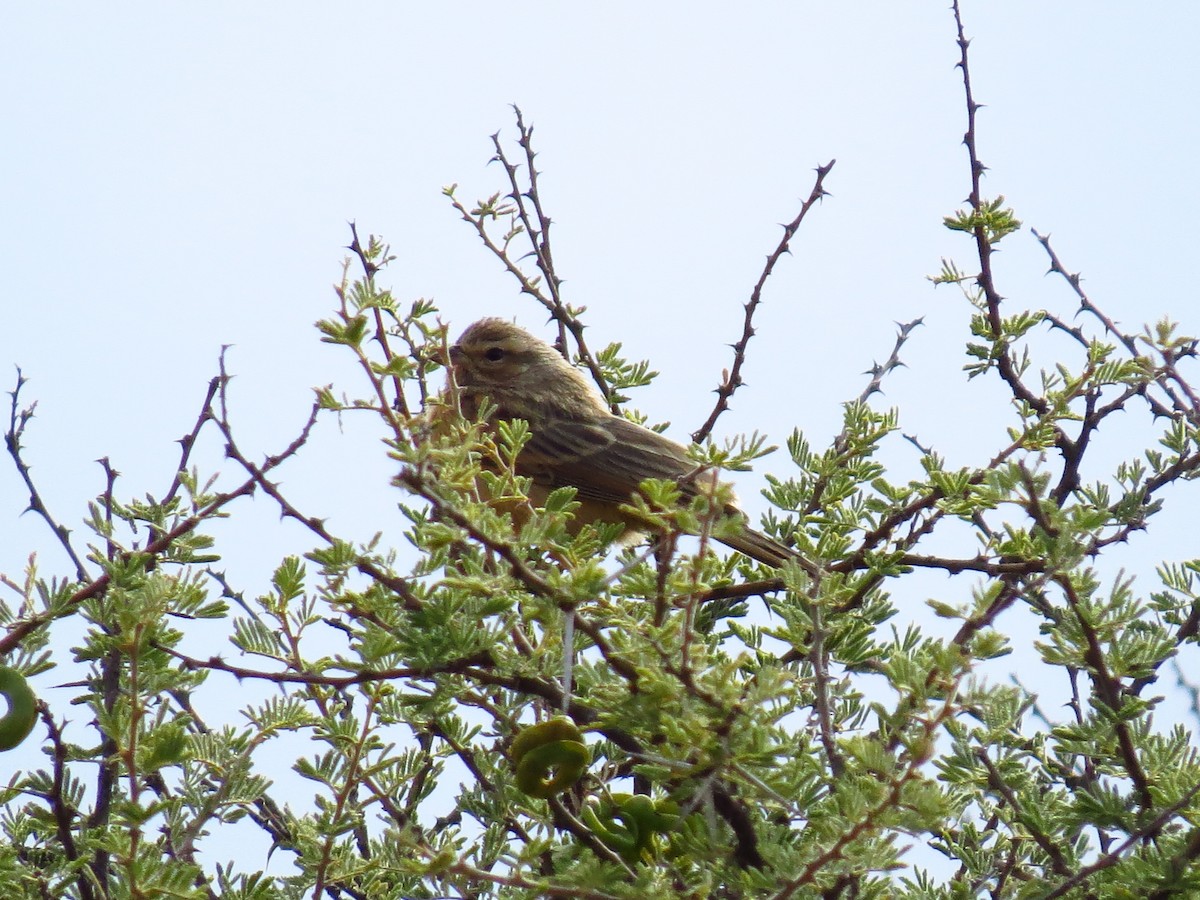 Lark-like Bunting - ML639446853
