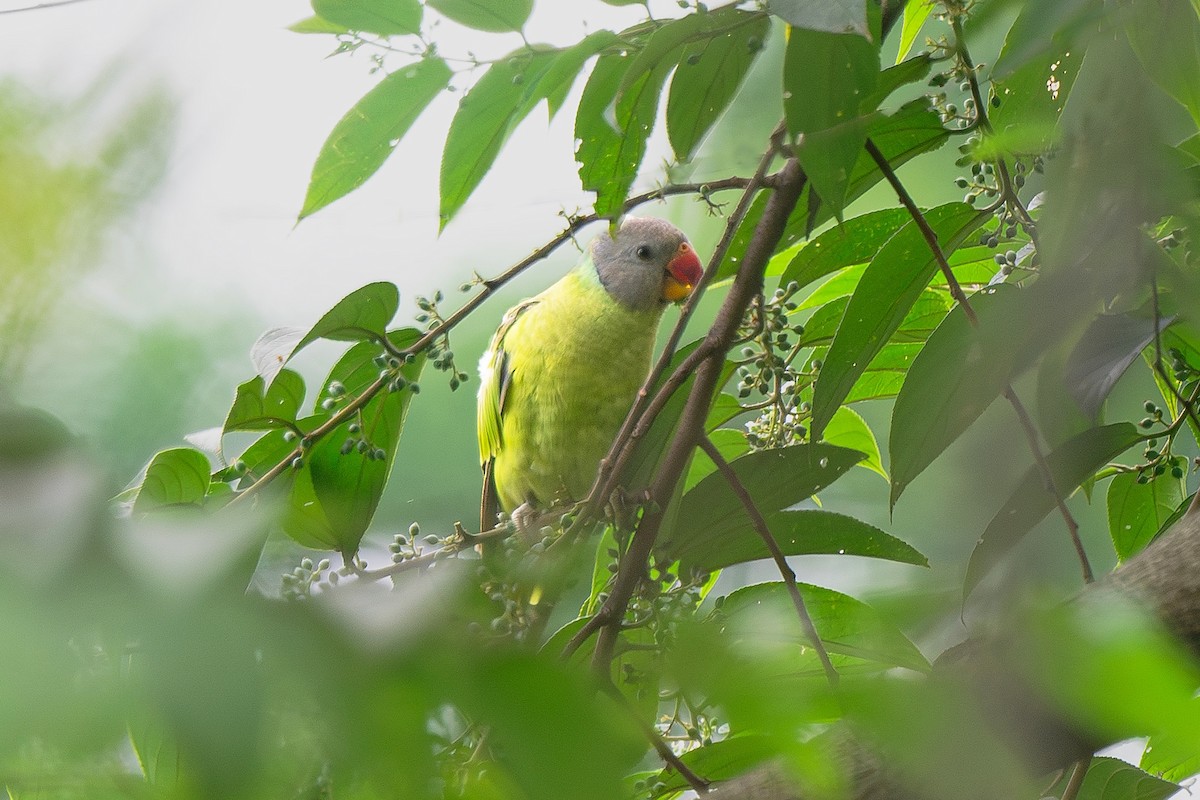 Gray-headed Parakeet - ML639446855