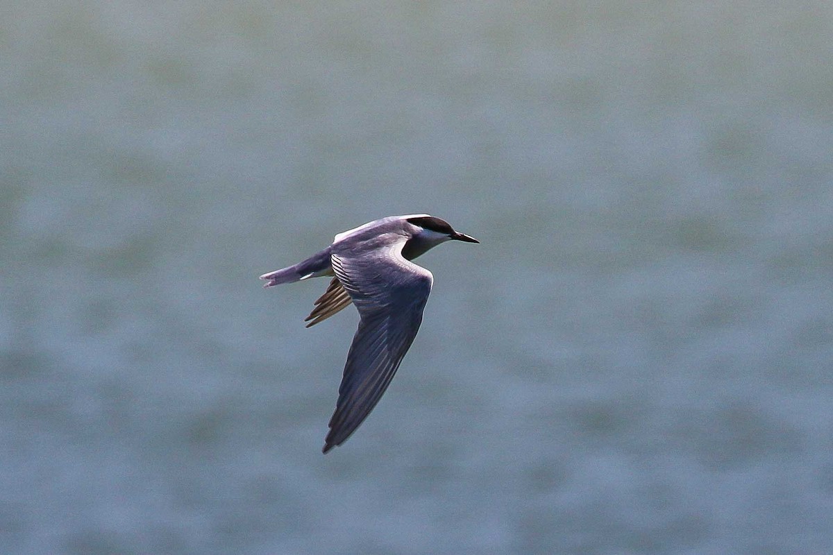 Whiskered Tern - ML639446888