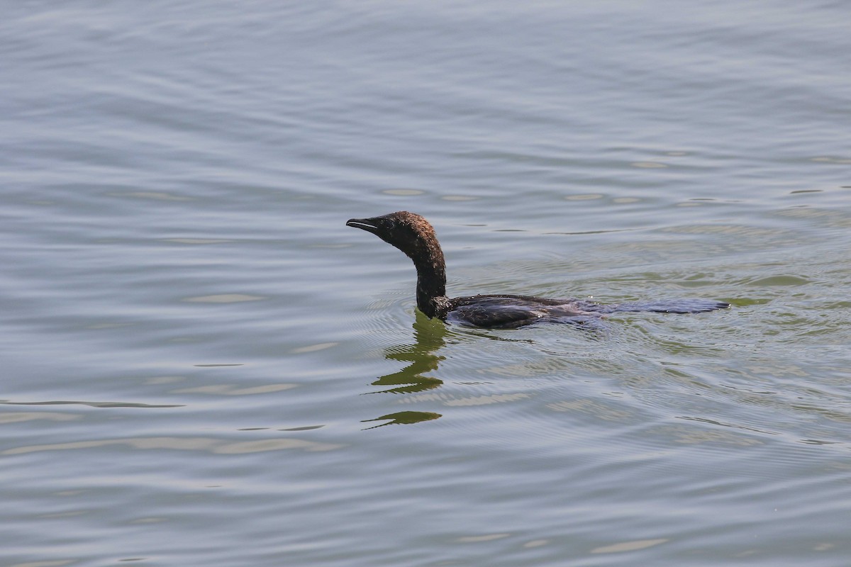 Pygmy Cormorant - ML639446891