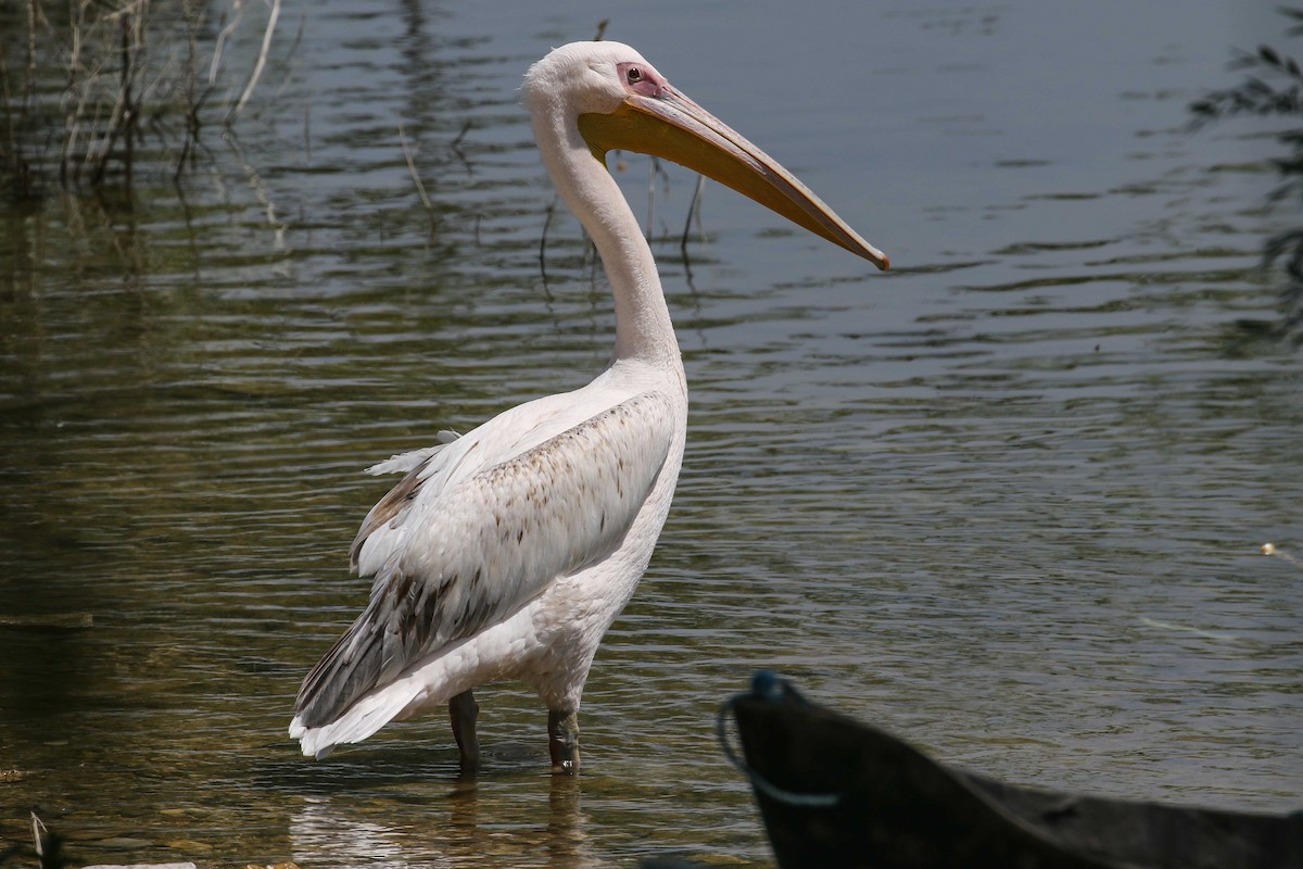 Great White Pelican - ML639446893