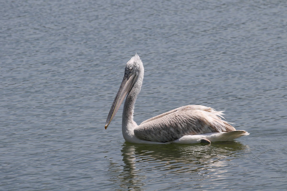 Dalmatian Pelican - ML639446894