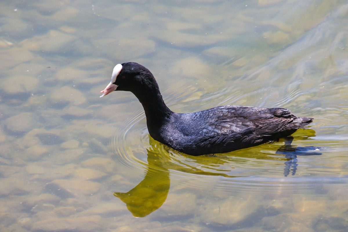 Eurasian Coot - ML639446897