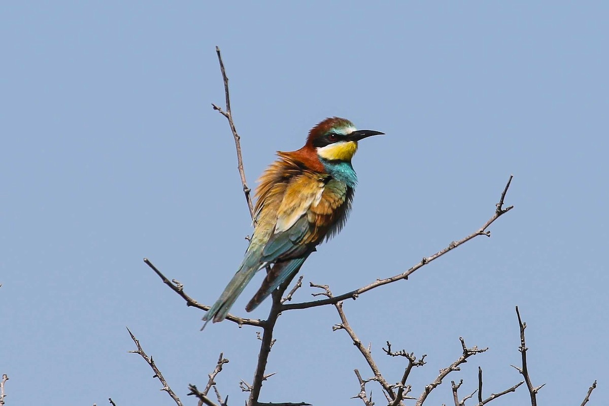 European Bee-eater - ML639446905