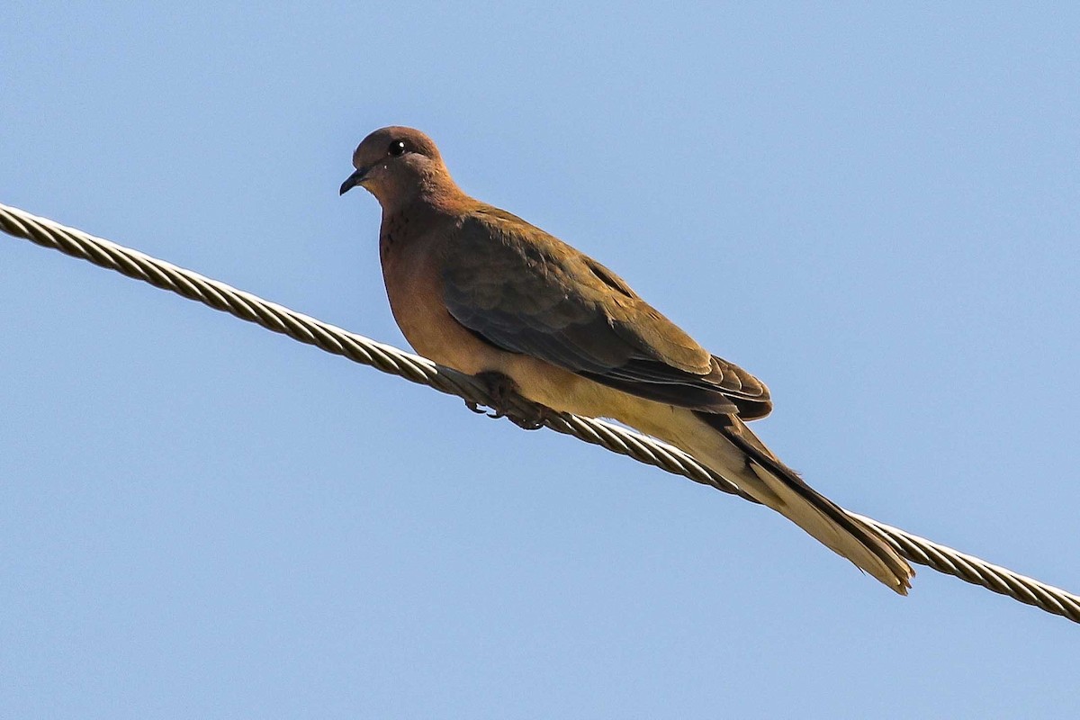 Laughing Dove - ML639446916