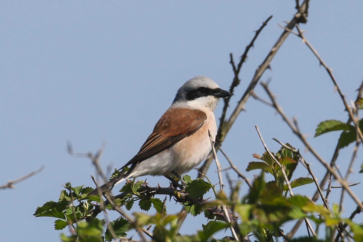 Red-backed Shrike - ML639446920