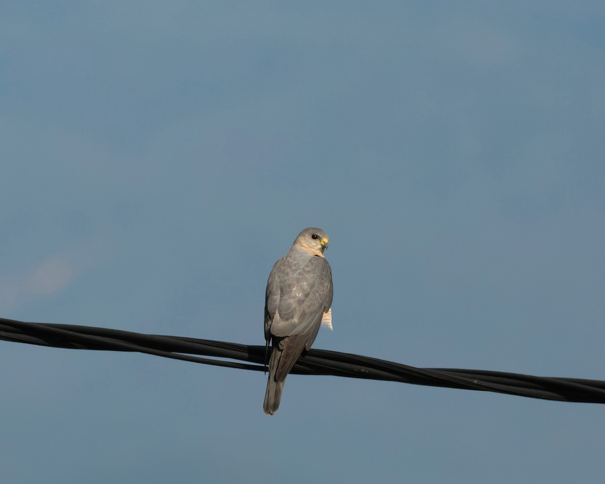 Levant Sparrowhawk - ML639446934