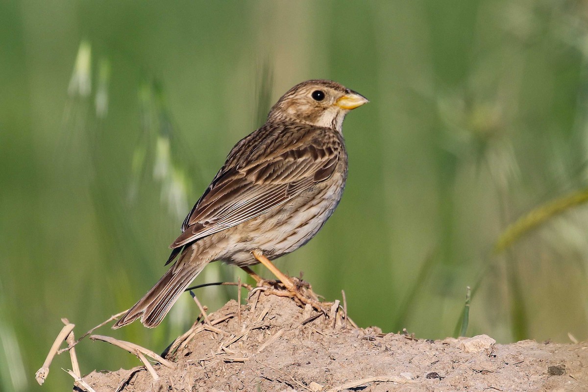 Corn Bunting - ML639446938