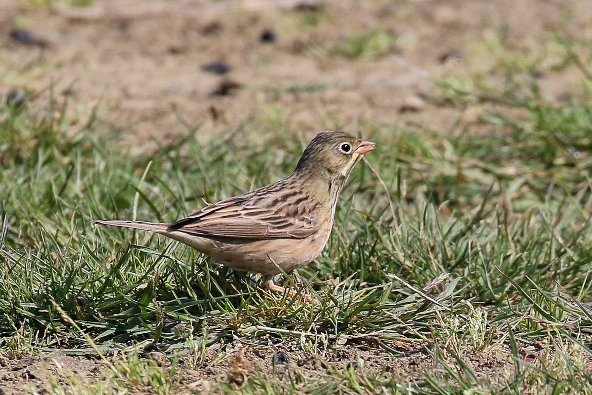 Ortolan Bunting - ML639446960