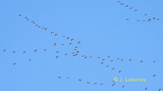 Common Crane - ML639446978