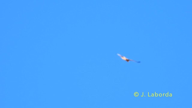 Red Kite - ML639446981