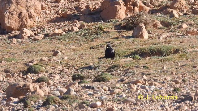 Spotless Starling - ML639446990