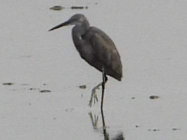 Little Egret (Dimorphic) - ML639446994