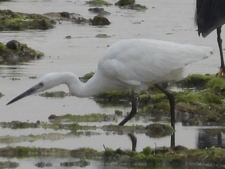 Little Egret (Dimorphic) - ML639446995