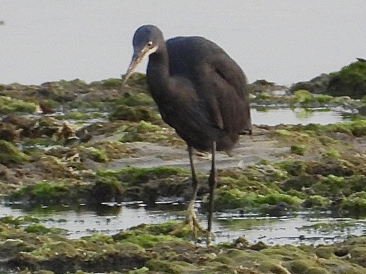 Little Egret (Dimorphic) - ML639446996